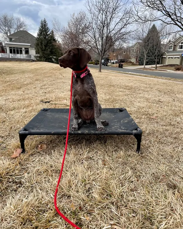 Traction Dog Training Club — photo from the business 4
