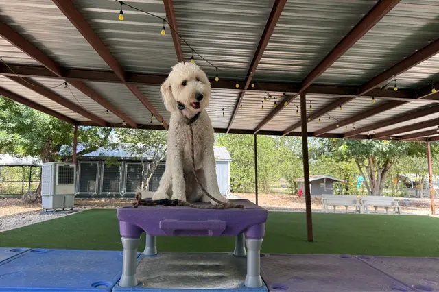 Customer photo of work by Sit Means Sit Dog Training - Austin, from Morgan Cowling's review