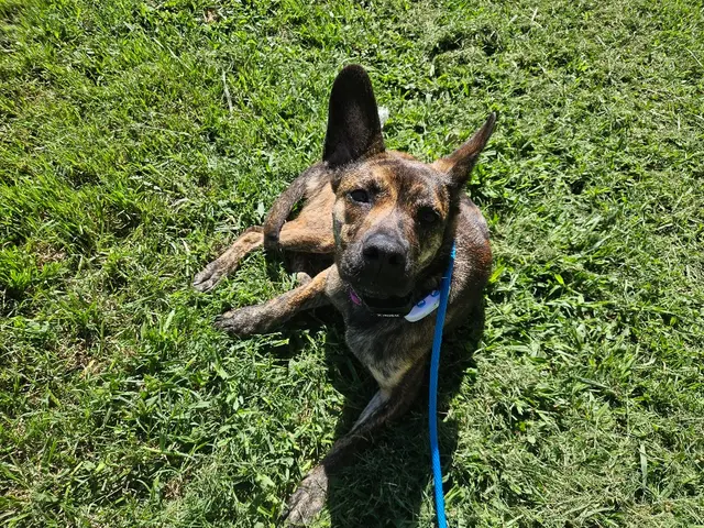 Sit Means Sit Dog Training - Austin — photo from the business 7