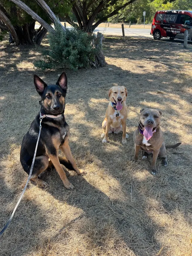 Sit Means Sit Dog Training - Austin — photo from the business 6