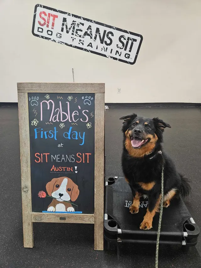 Sit Means Sit Dog Training - Austin — photo from the business 2