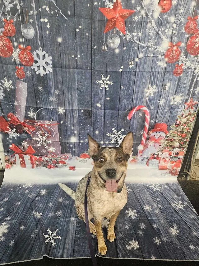 Sit Means Sit Dog Training - Austin — photo from the business 10
