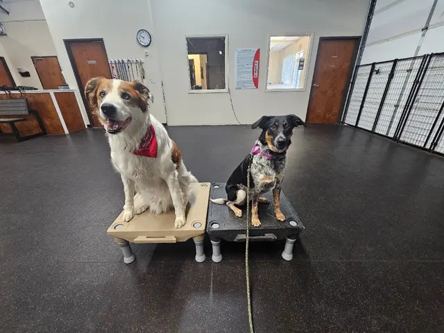Sit Means Sit Dog Training - Austin — photo from the business 3
