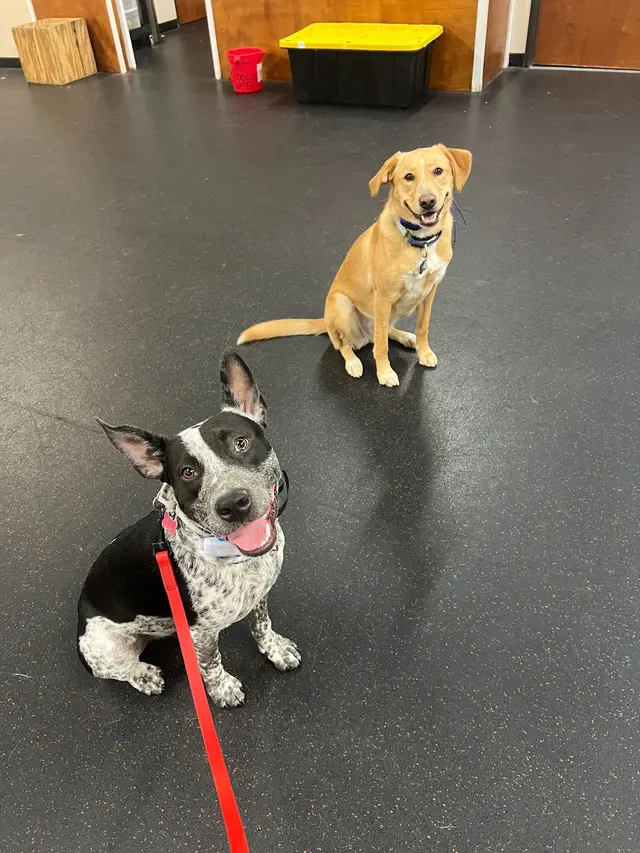 Sit Means Sit Dog Training - Austin — photo from the business 5