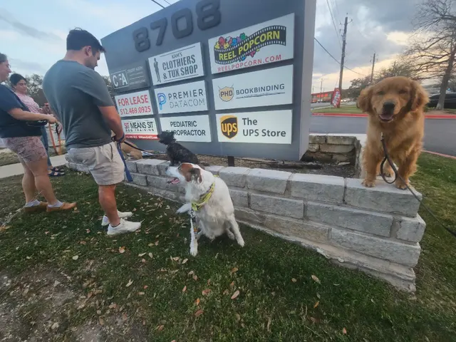 Sit Means Sit Dog Training - Austin — photo from the business 8