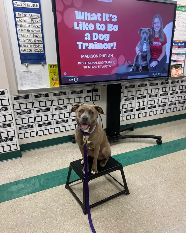 Sit Means Sit Dog Training - Austin — photo from the business 1