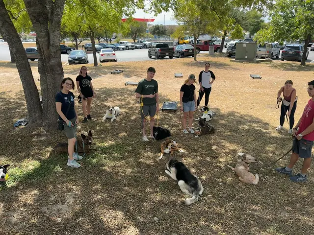 Sit Means Sit Dog Training - Austin — photo from the business 9