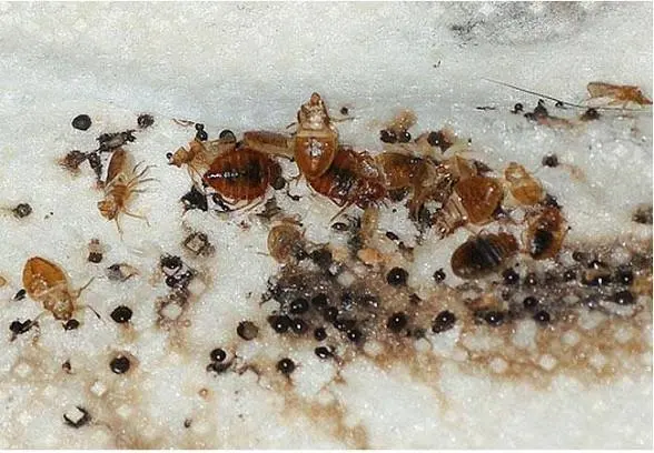 Bed Bug Exterminator Columbus — customer photo 10