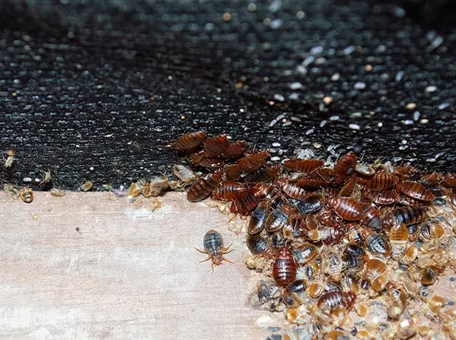 Bed Bug Exterminator Columbus — customer photo 7