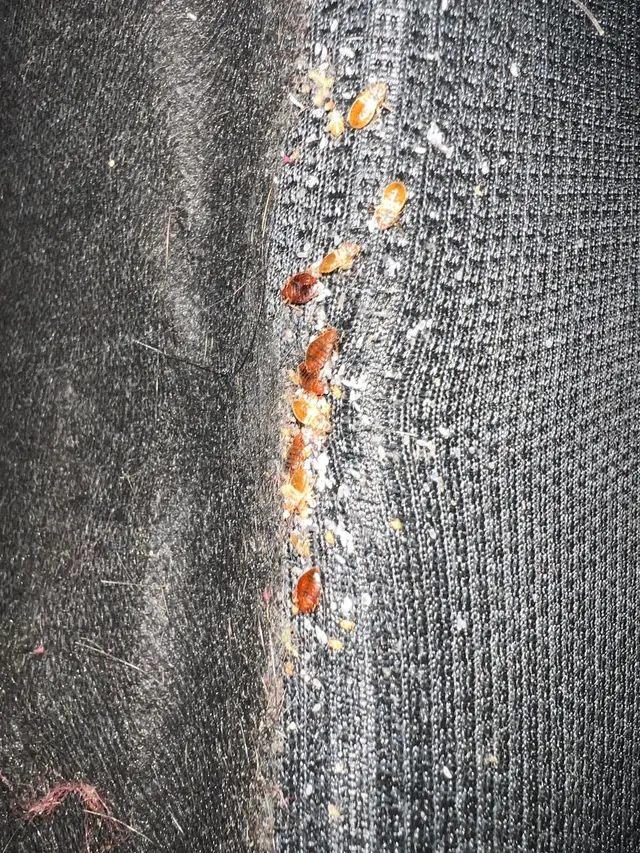 Bed Bug Exterminator Columbus — customer photo 1