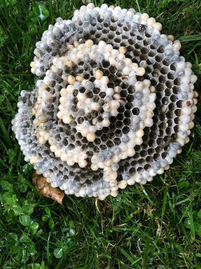 Bed Bug Exterminator Columbus — photo from the business 11