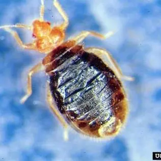 Bed Bug Exterminator Columbus — photo from the business 12