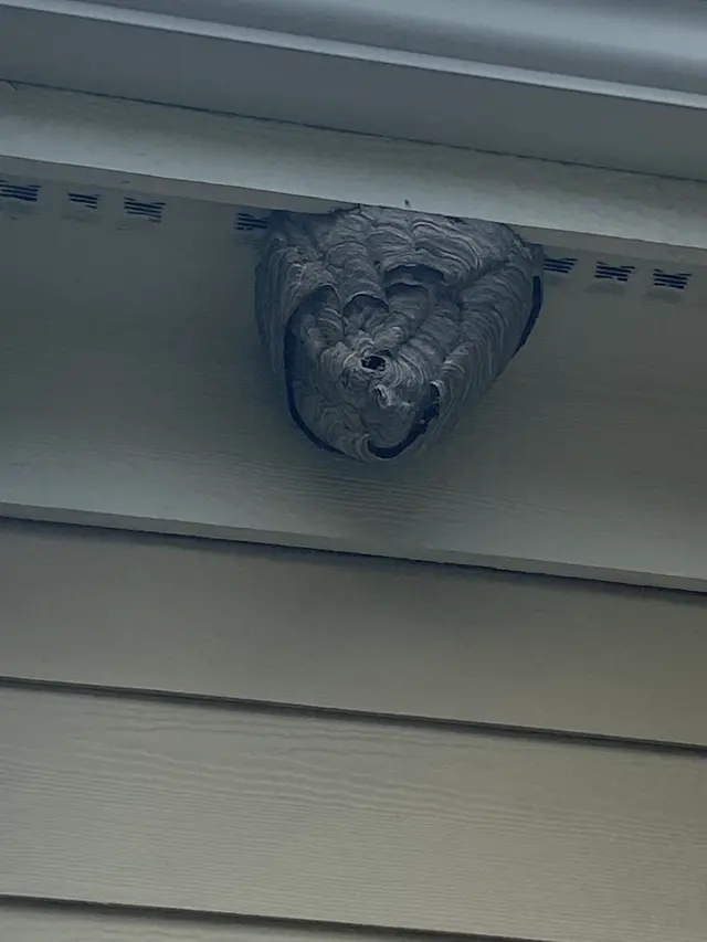 Restoration Pest Management, LLC — customer photo 3