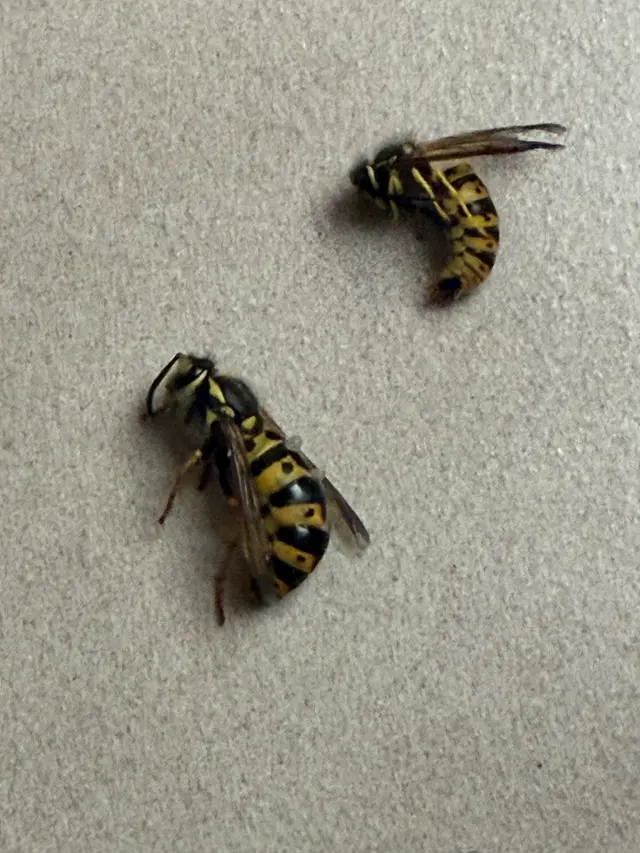 Customer photo of work by Pest Control PRO - Dublin, from Connor McKelley's review