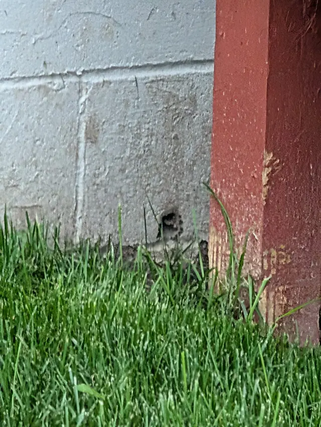 Pest Control PRO - Dublin — customer photo 12