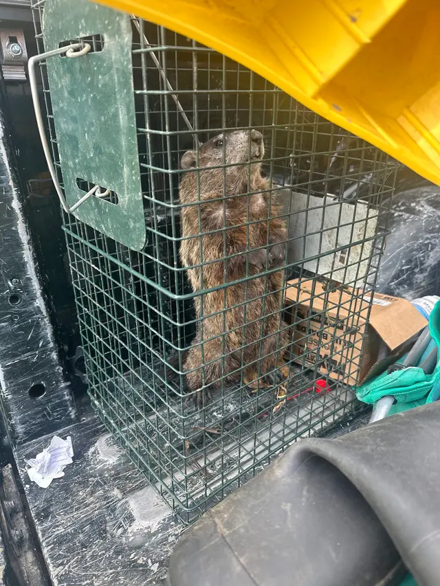 Pest Control PRO - Dublin — photo from the business 1