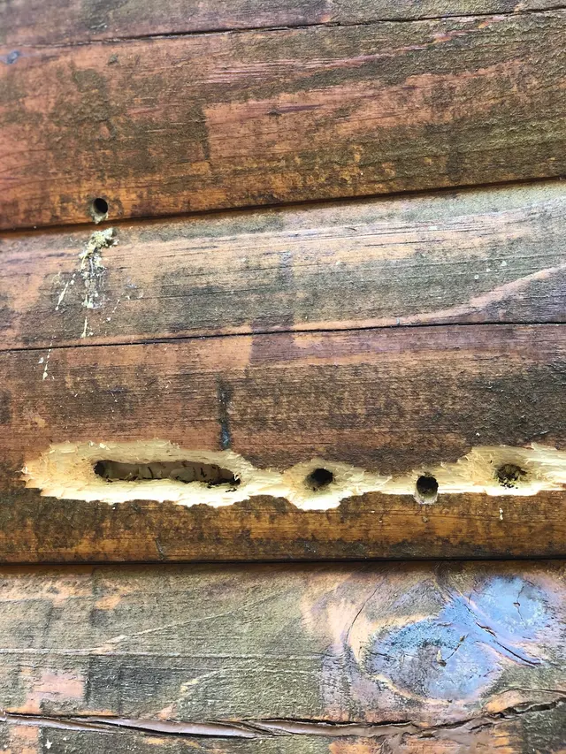 Buckeye Wildlife Solutions — photo from the business 10