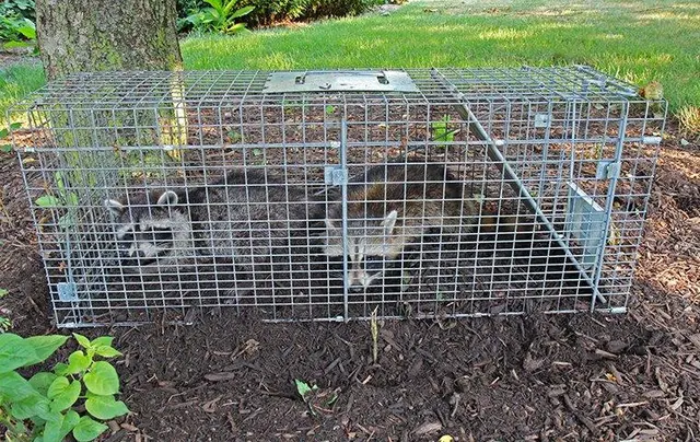 1st Response Pest Management — photo from the business 10