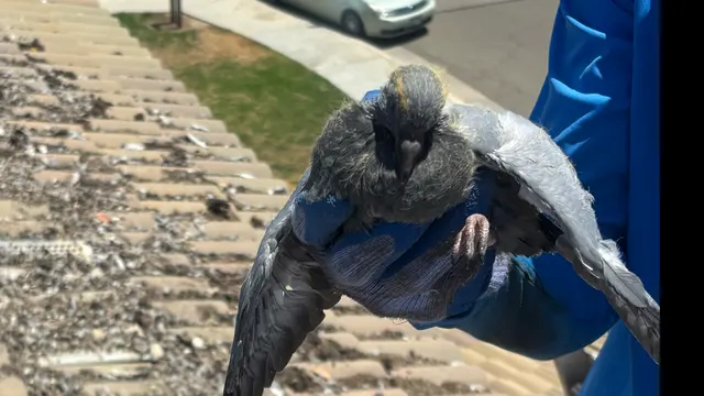 CA Solar Wash & Pigeon Control — photo from the business 1