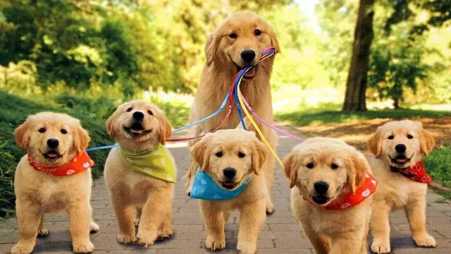 Peak City Puppy — photo from the business 7