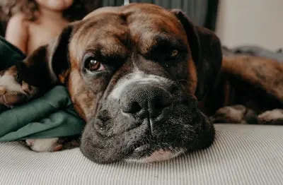 Peak City Puppy — photo from the business 11