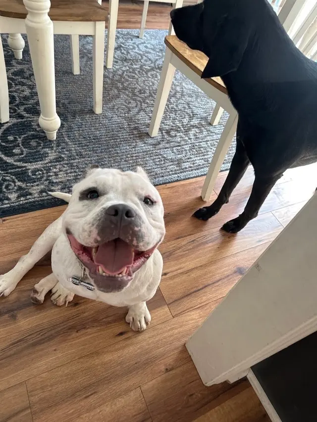 Peak City Puppy — customer photo 10