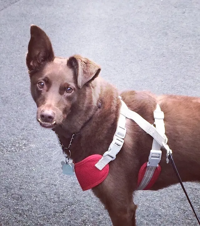 Peak City Puppy — photo from the business 6