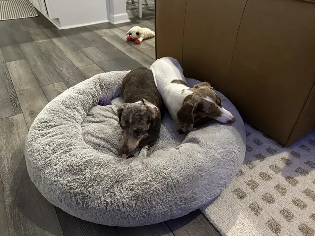 Peak City Puppy — customer photo 4