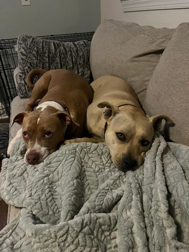 Peak City Puppy — customer photo 8