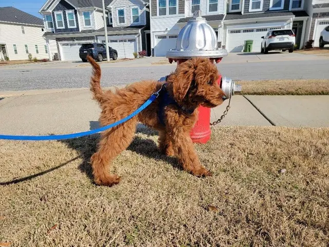 Peak City Puppy — customer photo 5