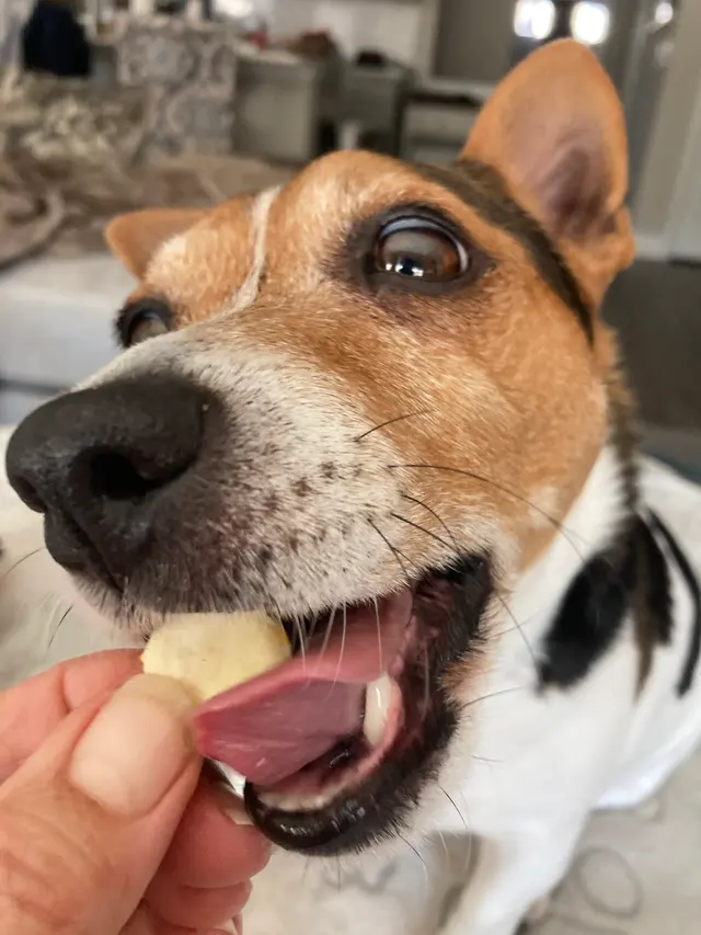Pure Love Pet Sitting — photo from the business 7