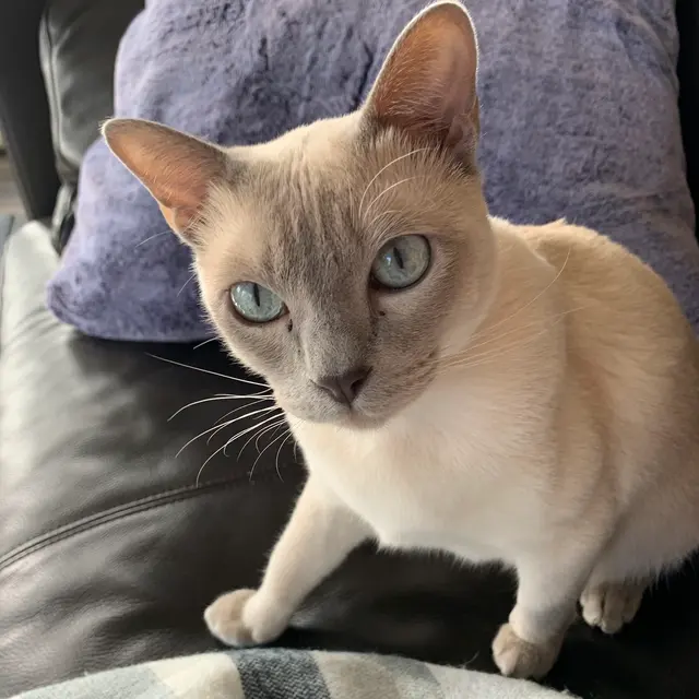 Pure Love Pet Sitting — photo from the business 2