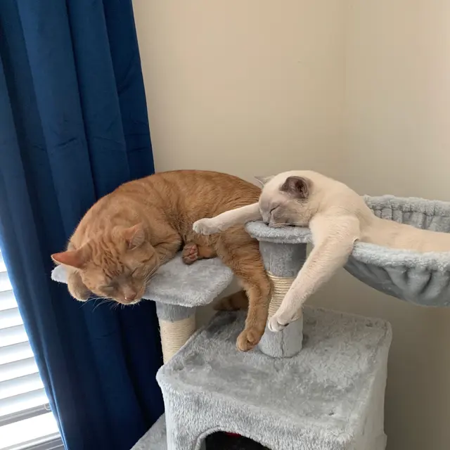 Pure Love Pet Sitting — photo from the business 8