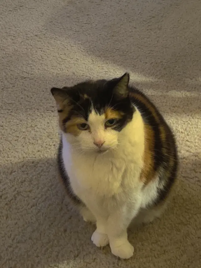 Pure Love Pet Sitting — customer photo 6