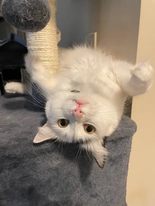 Pure Love Pet Sitting — photo from the business 12