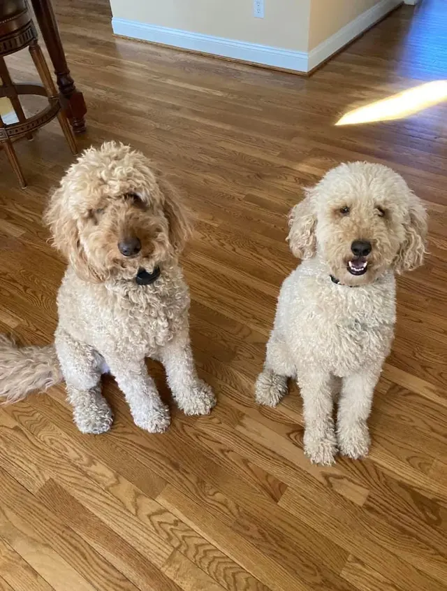 Pure Love Pet Sitting — photo from the business 4
