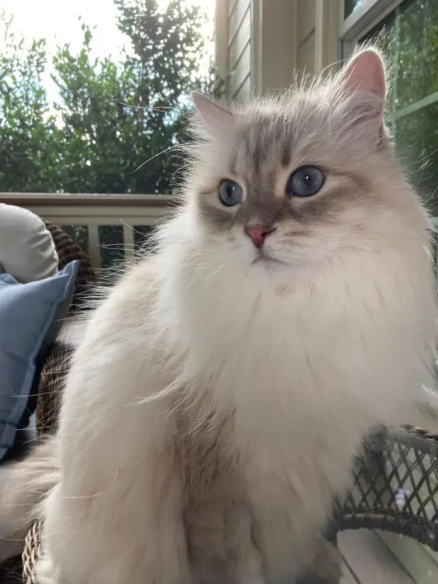 Pure Love Pet Sitting — photo from the business 5