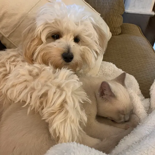 Pure Love Pet Sitting — photo from the business 9