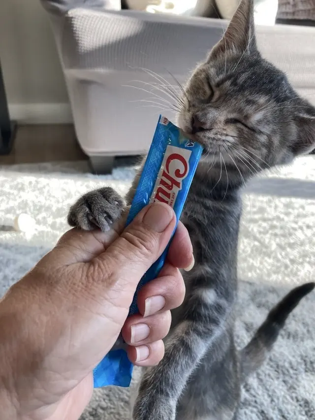 Customer photo of work by Pure Love Pet Sitting, from Sophia D'Angelo's review