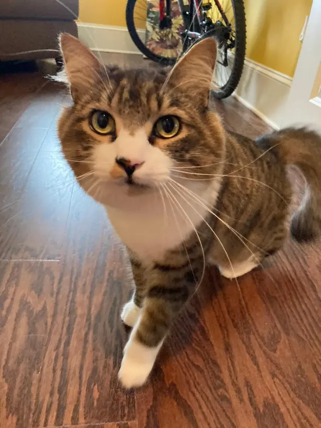 Pure Love Pet Sitting — photo from the business 3