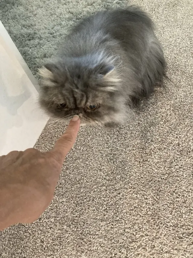 Customer photo of work by Pure Love Pet Sitting, from Sophia D'Angelo's review