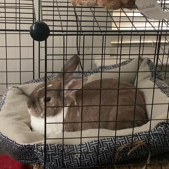 Pure Love Pet Sitting — photo from the business 11