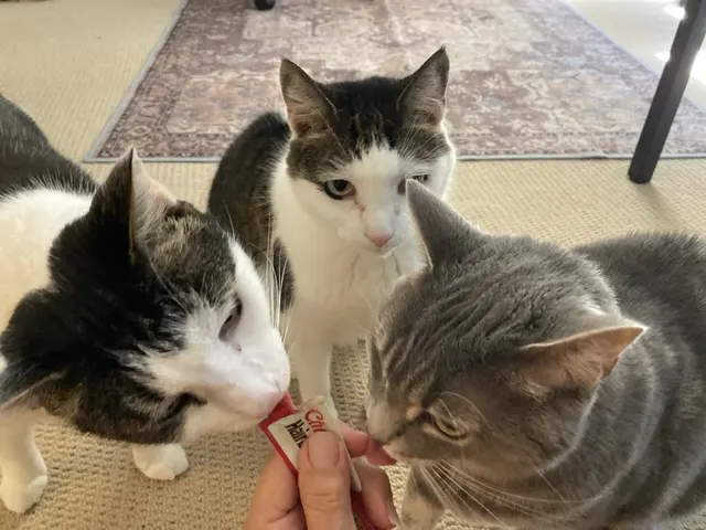 Customer photo of work by Pure Love Pet Sitting, from Karen Lenz's review