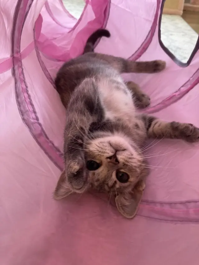 Customer photo of work by Pure Love Pet Sitting, from Sophia D'Angelo's review