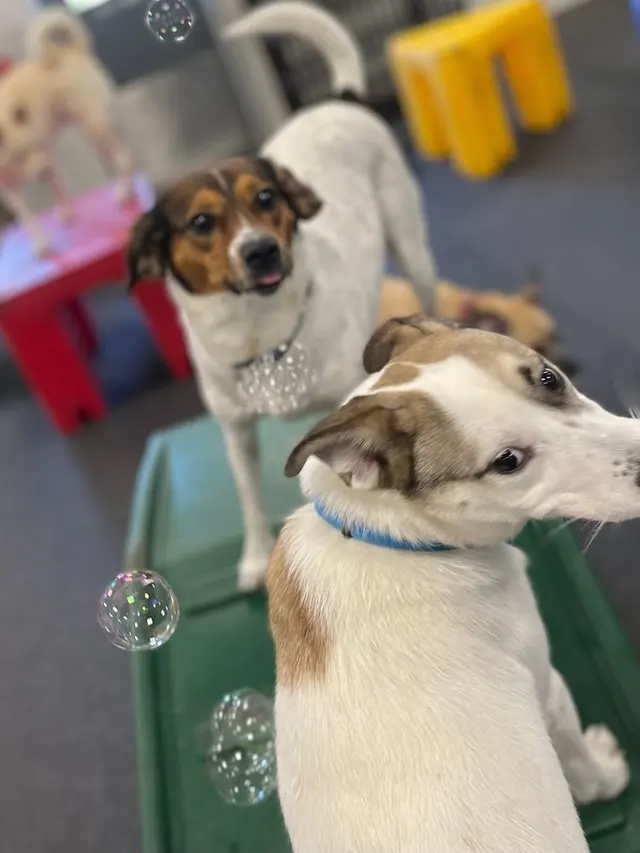 Dogtopia of Harrison Ave — photo from the business 4