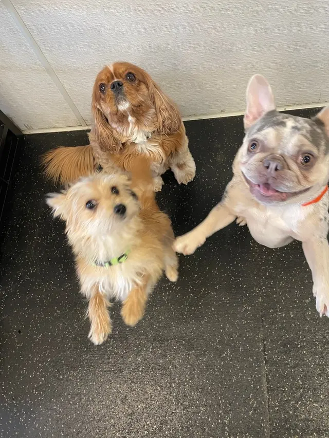 Dogtopia of Harrison Ave — photo from the business 5