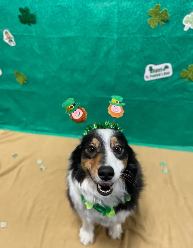 Dogtopia of Harrison Ave — photo from the business 9