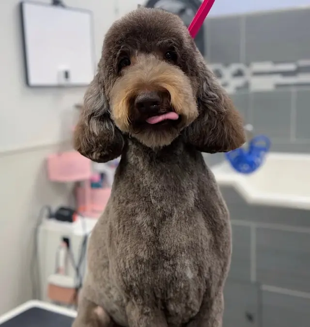 Dogtopia of Harrison Ave — photo from the business 8