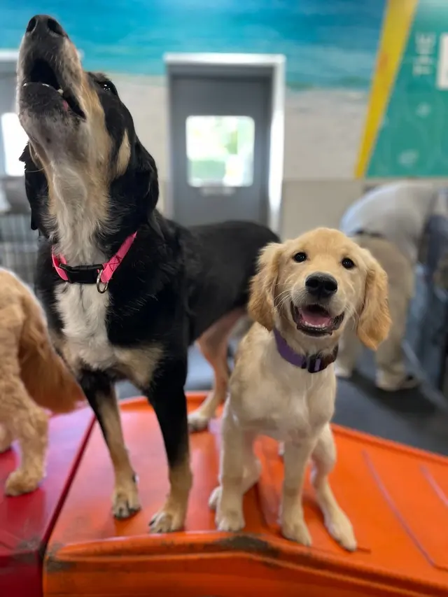Dogtopia of Harrison Ave — photo from the business 3