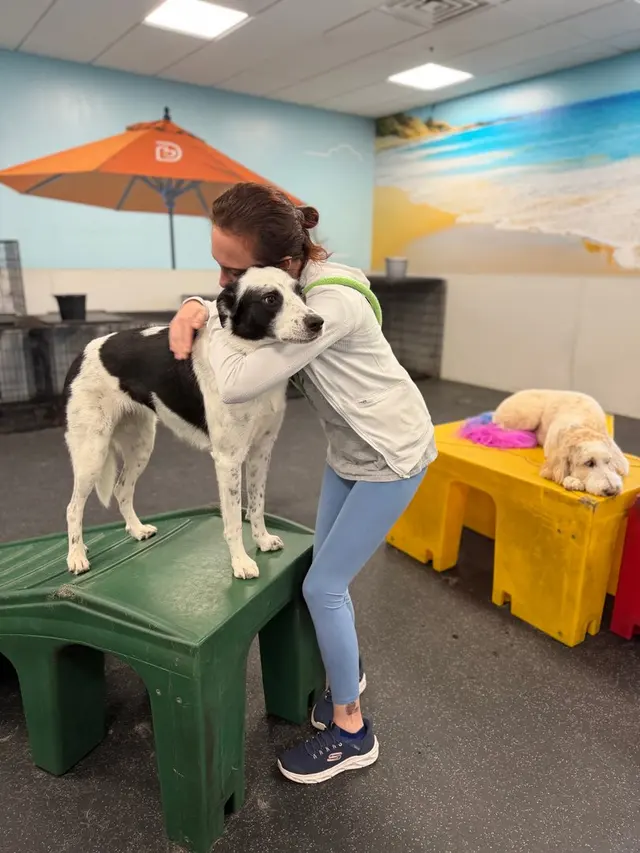 Dogtopia of Harrison Ave — photo from the business 6
